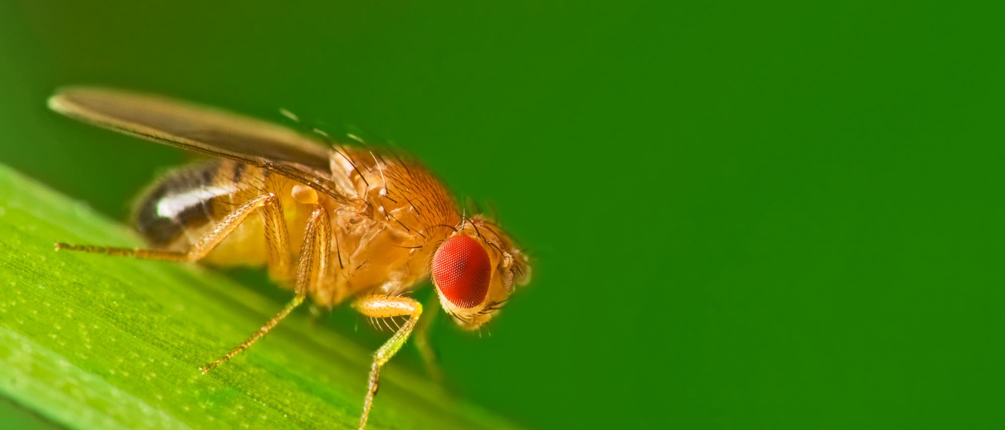 Eine Drosophila melanogaster sitzt auf einem Grashalm