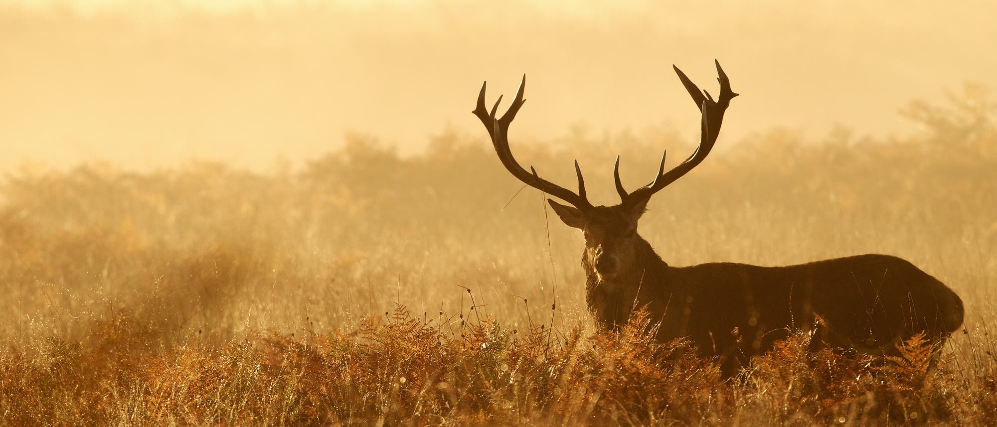 Ein Hirsch mit beeindruckendem Geweih steht in einer nebligen Wiese bei Sonnenaufgang, die Landschaft hinter ihm ist in Nebel gehüllt Ein Hirsch mit beeindruckendem Geweih steht in einer nebligen Wiese bei Sonnenaufgang, die Landschaft hinter ihm ist in Nebel gehüllt