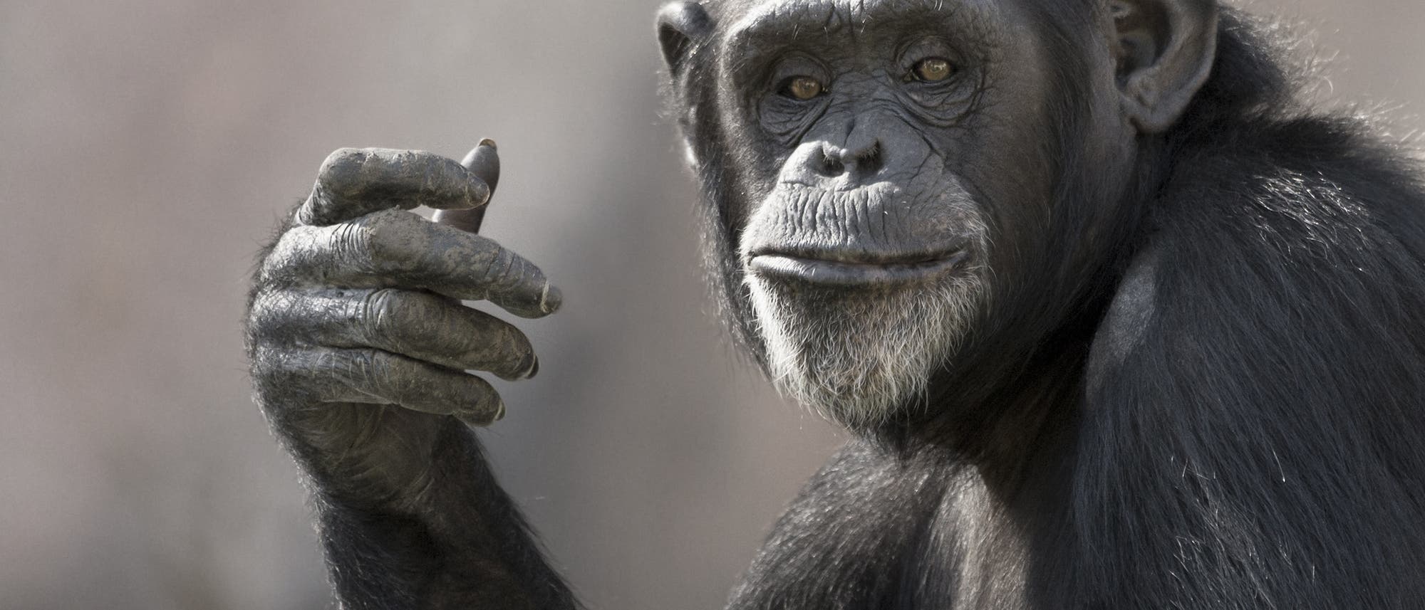 Porträt eines Schimpansen, der mit der rechten Hand zu gestikulieren scheint.
