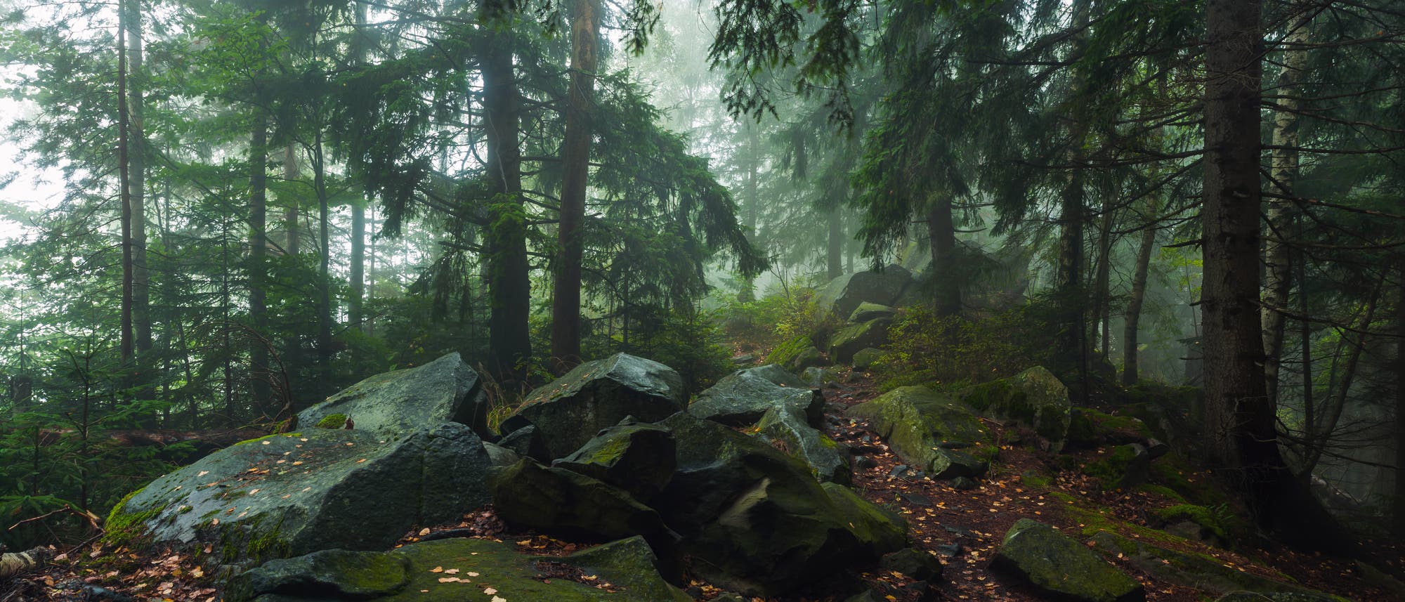 Ein Stück Urwald mit bemoosten Felsstücken dazwischen, es ist leicht neblig.