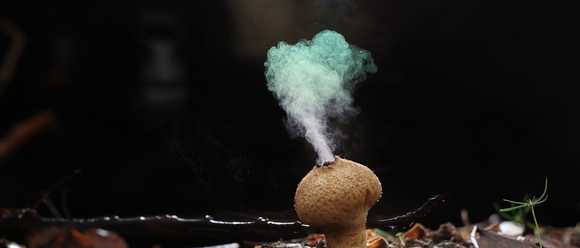 Ein Pilz auf dem Waldboden stößt eine Wolke von Sporen aus. Der Hintergrund ist dunkel, wodurch der Pilz und die Sporenwolke hervorgehoben werden. Der Boden ist mit Blättern und Zweigen bedeckt. Ein Pilz auf dem Waldboden stößt eine Wolke von Sporen aus. Der Hintergrund ist dunkel, wodurch der Pilz und die Sporenwolke hervorgehoben werden. Der Boden ist mit Blättern und Zweigen bedeckt.