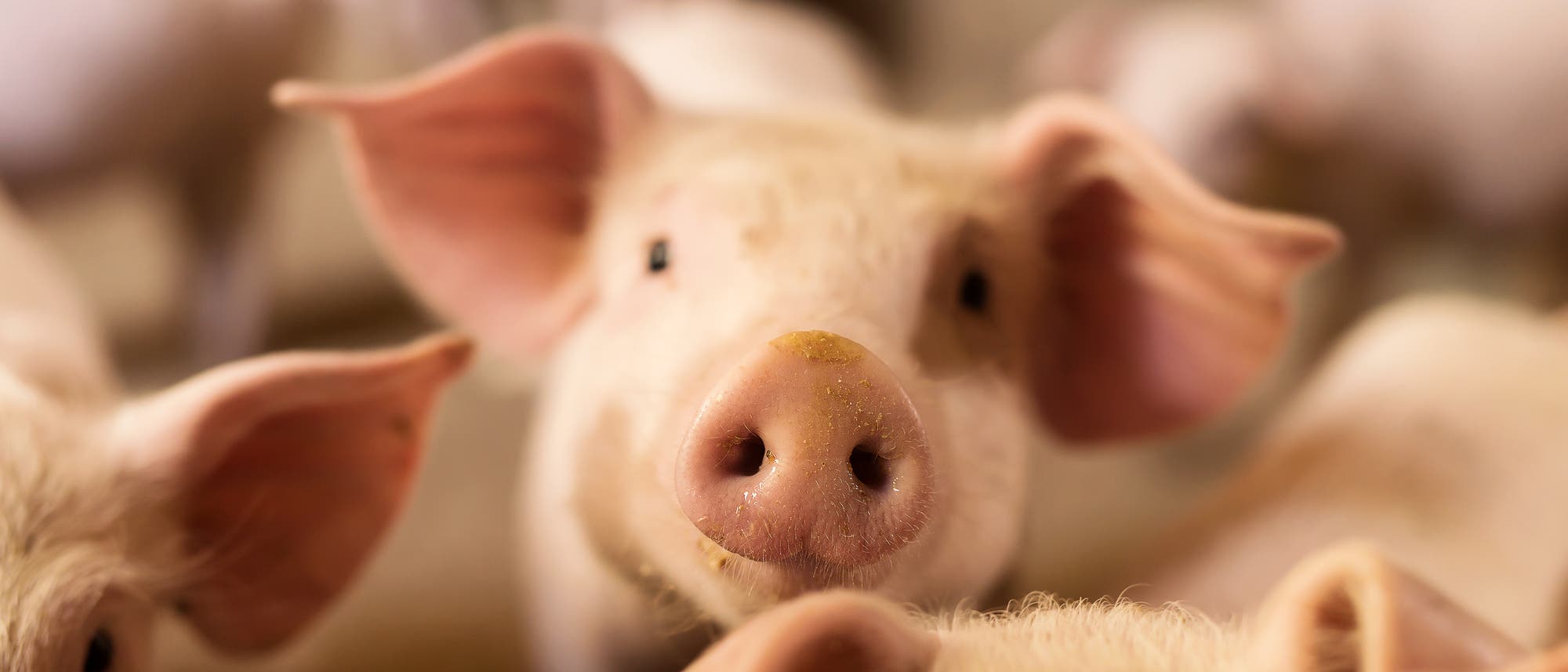 Ein Schwein von vielen in der Massentierhaltung