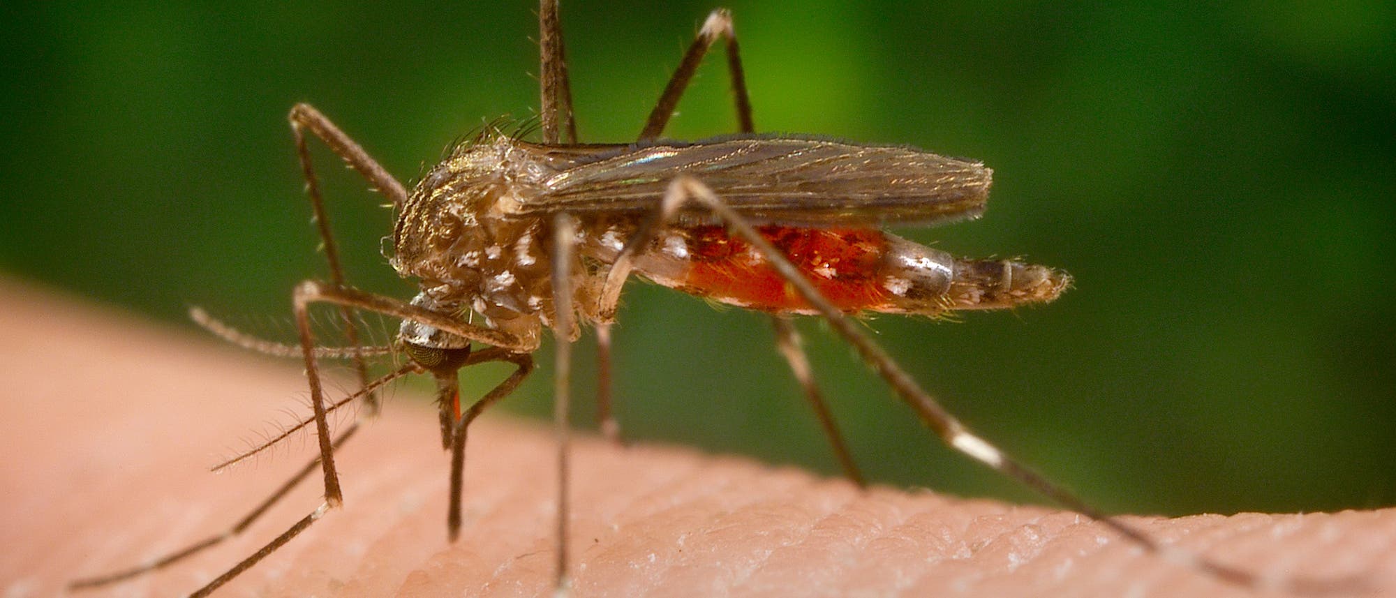 Aedes japonicus Stechmücke