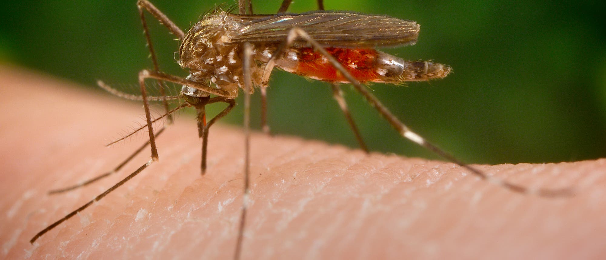 Mückenweibchen saugt Blut