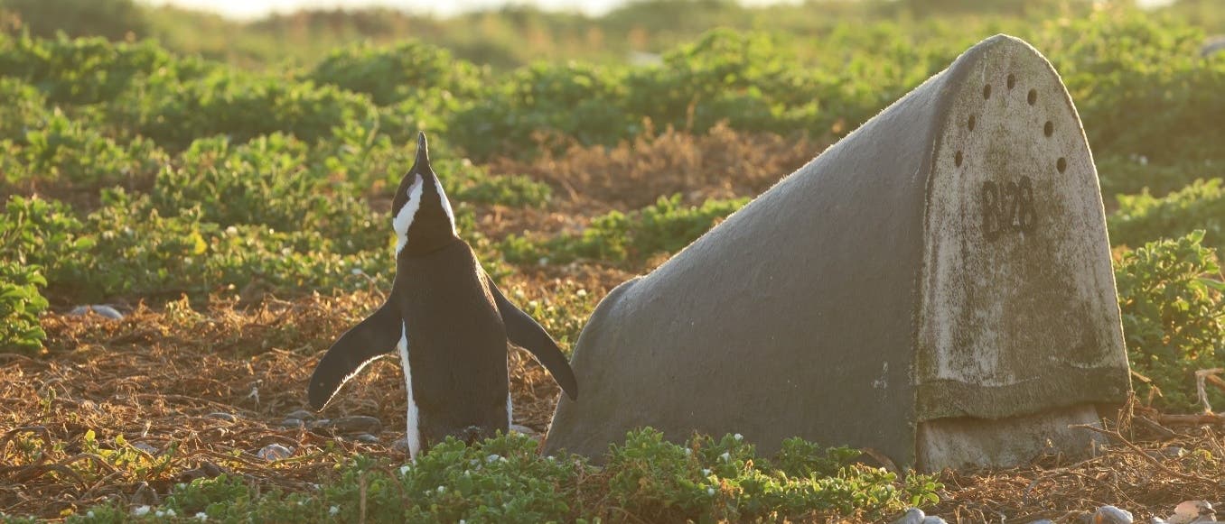 Ein schwarzweißer Afrikanischer Pinguin steht vor einer betongrauen Nisthilfe, die sich in niedriger, grüner Strandvegetation befindet. Neben den lebenden Pflanzen liegen zahlreiche braune Pflanzenreste.