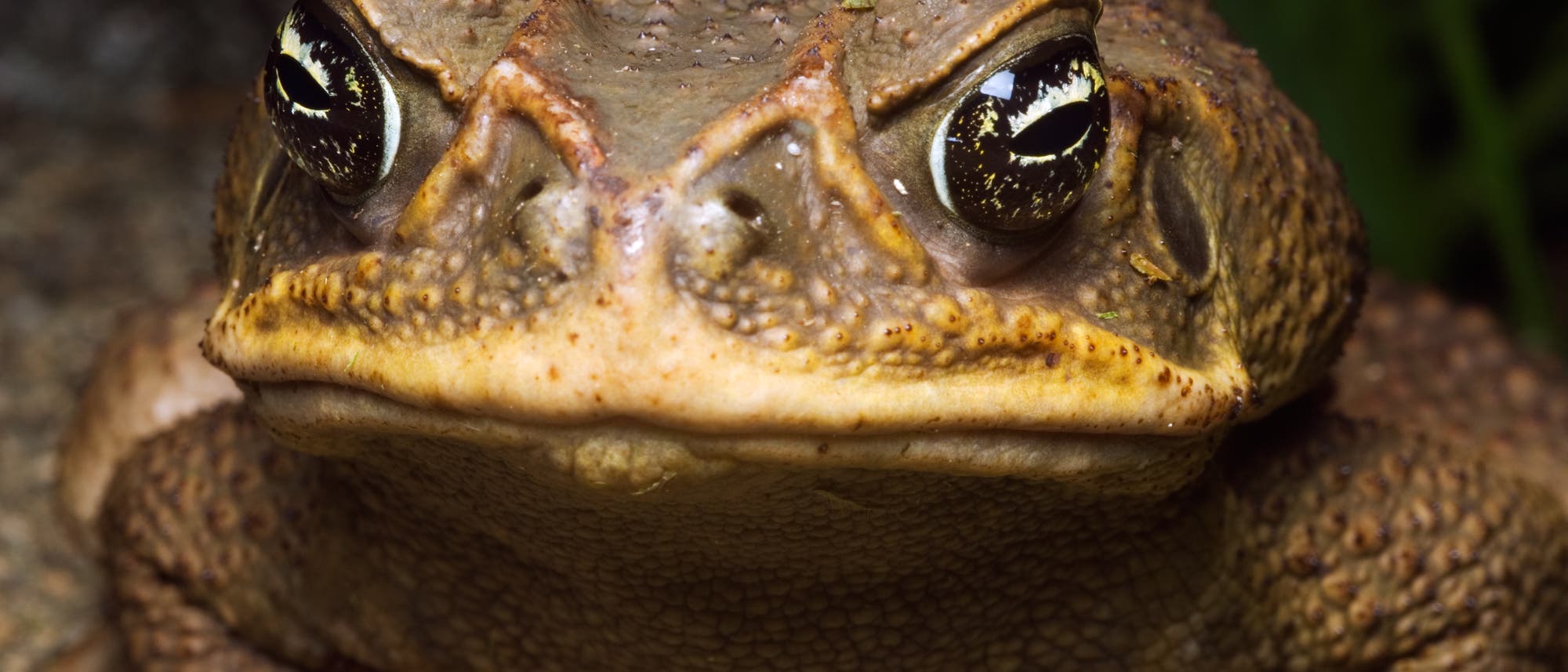 Agakröte - der giftige Lurch frisst sich durch Australien