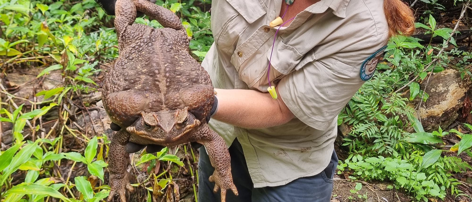 Toadzilla - die größte Agakröte Australiens