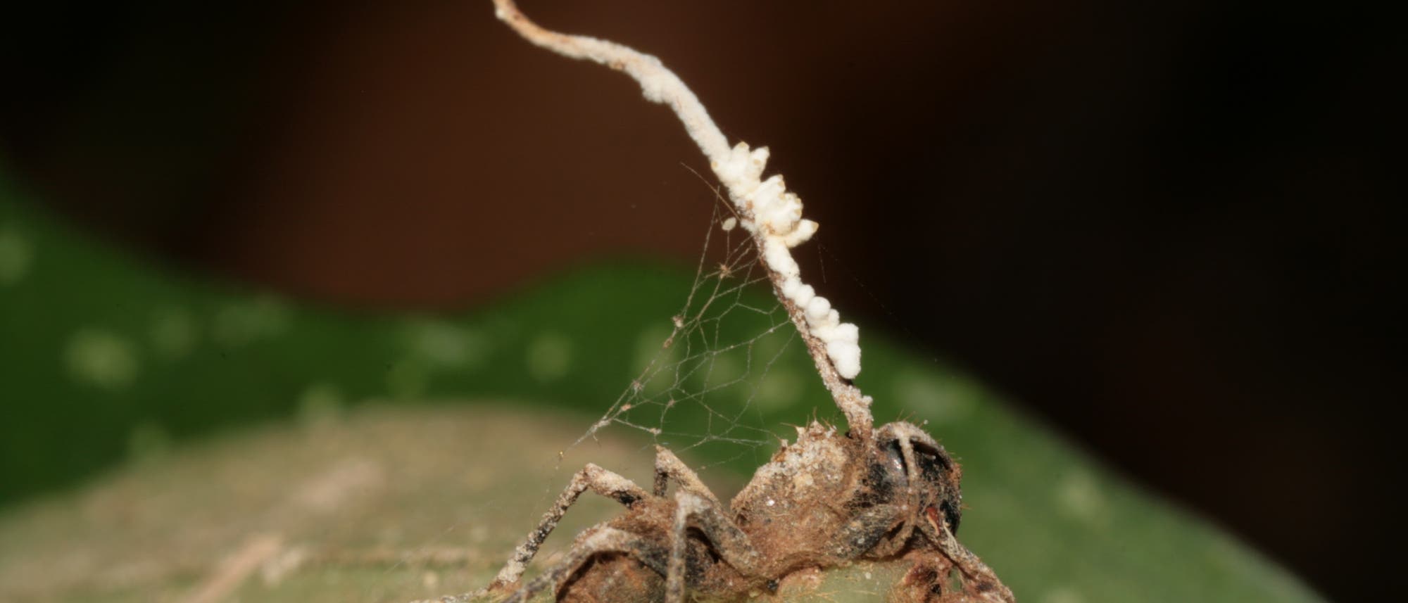 Hyperparasit liefert Seuchenschutz für Ameisenkolonien