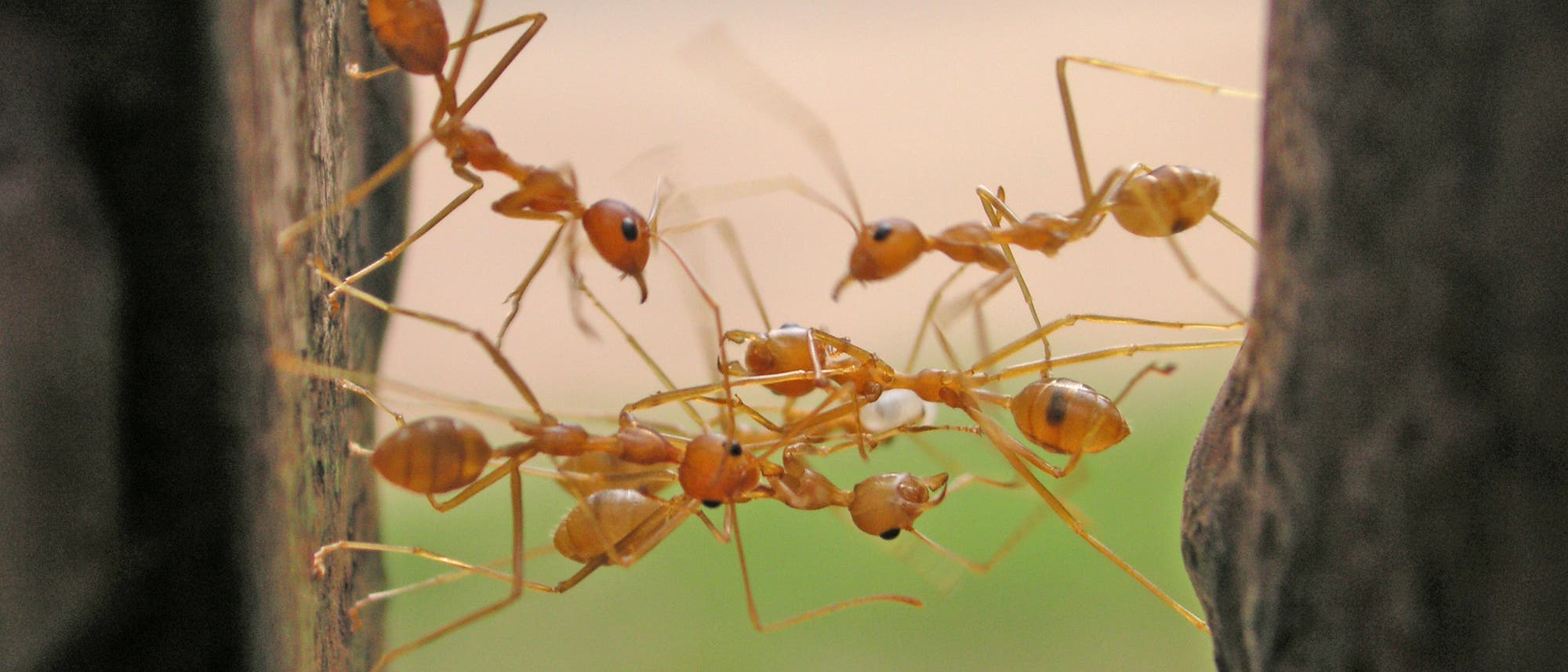 Ameisen gehören zu den emsigsten Resteverwertern.