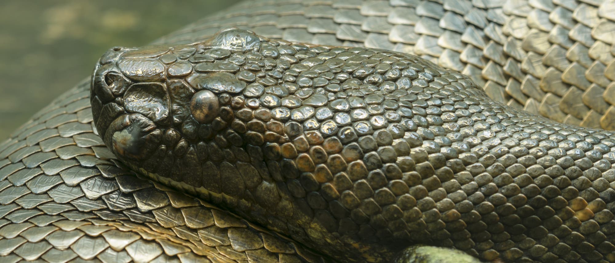 Die südamerikanischen Anakondas gehören zu den größten Riesenschlangen der Erde: Ausgewachsene Exemplare können sieben Meter und länger werden. Allerdings bedrohen Abholzung, illegaler Tierfank und Wilderei die Art.