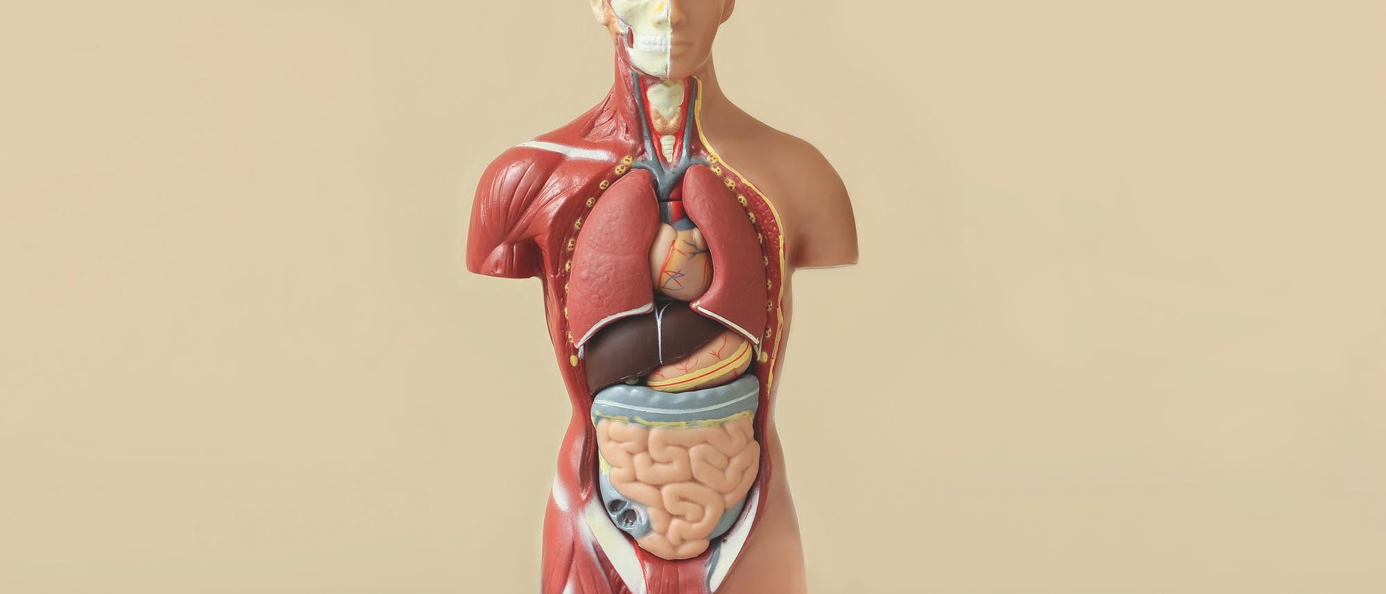 Anatomiemodell