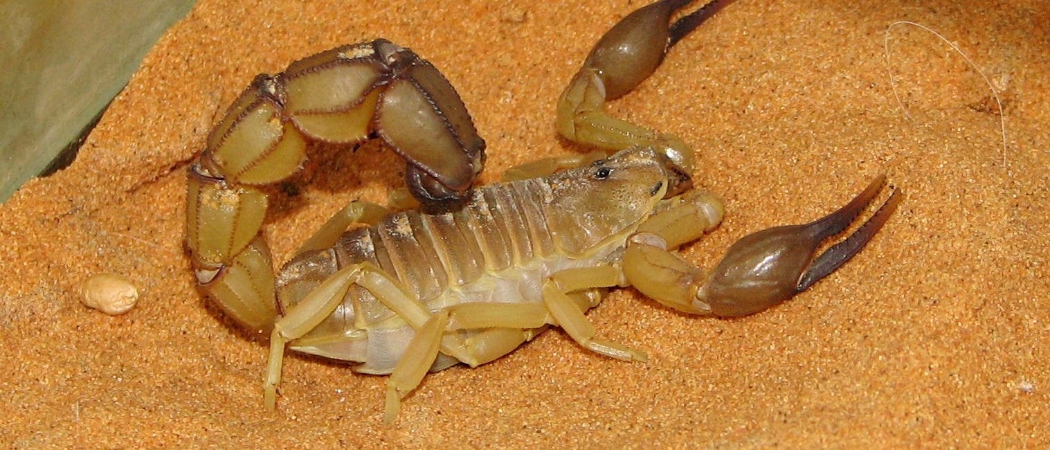 Gelber Sahara-Dickschwanzskorpion