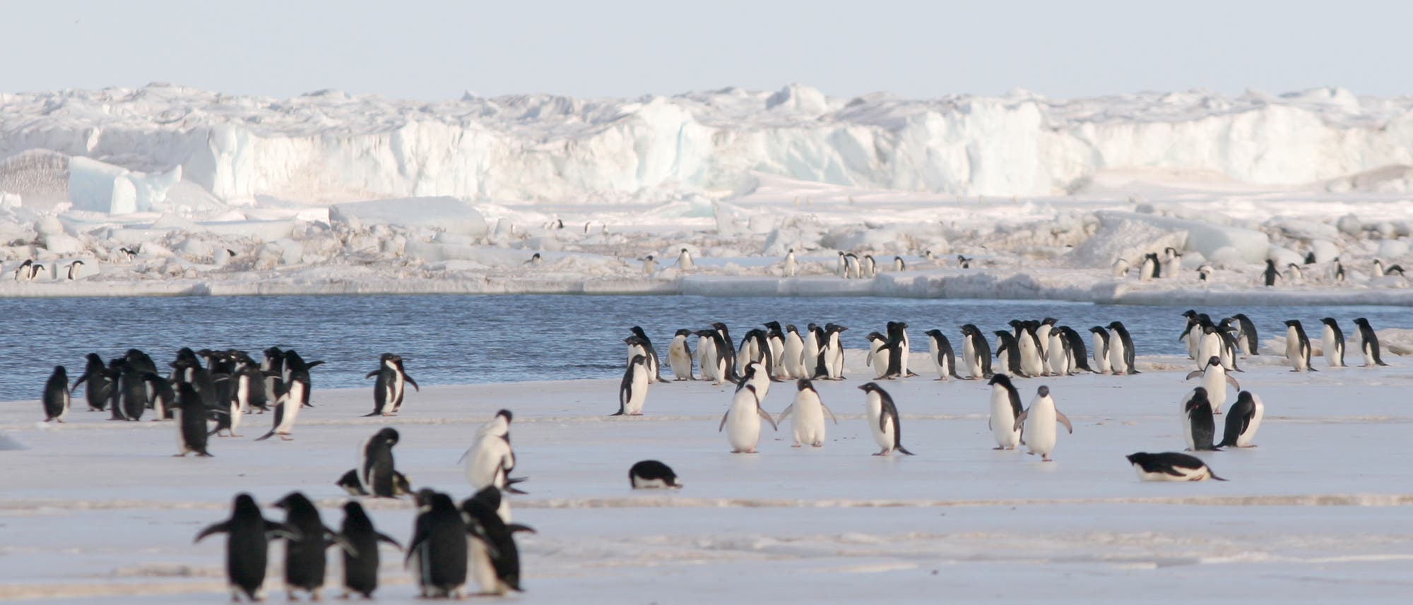 Pinguine stehen an der Eiskante des Schelfeises in der Antarktis