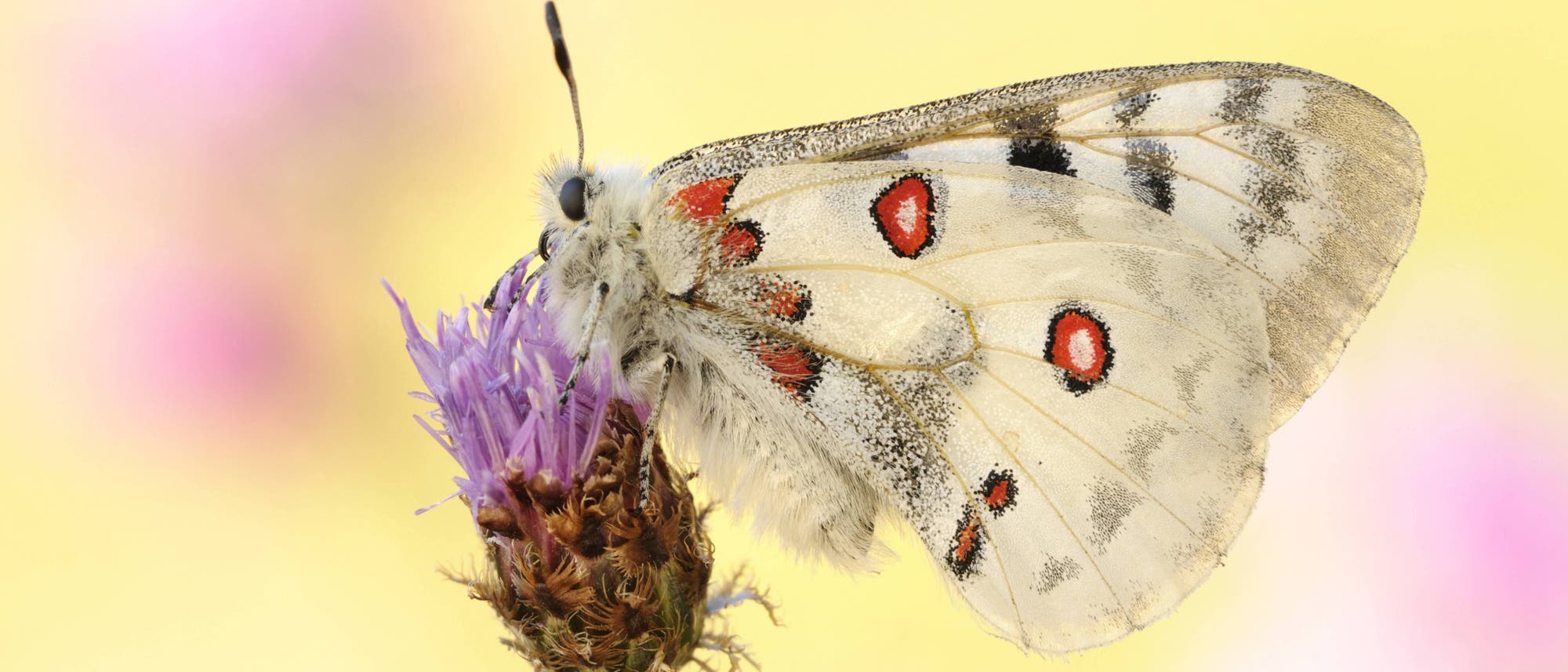 Ein Mosel-Apollofalter sitzt auf der violetten Blüte einer Pflanze. Der Falter ist weiß mit schwarzen Flecken und roten Augenflecken. Die Flügel sind zusammengefaltet und der Falter ist von der Seite zu sehen. Der Hintergrund ist verschwommen gelb und pink.