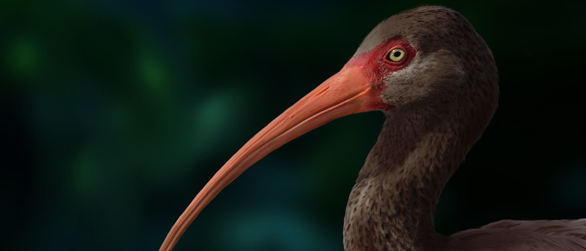 Ein Vogel mit einem langen, gebogenen Schnabel und einem auffälligen roten Gesichtsfleck vor einem unscharfen, grünen Hintergrund. Der Vogel hat ein braunes Gefieder und ein helles Auge. Ein Vogel mit einem langen, gebogenen Schnabel und einem auffälligen roten Gesichtsfleck vor einem unscharfen, grünen Hintergrund. Der Vogel hat ein braunes Gefieder und ein helles Auge.