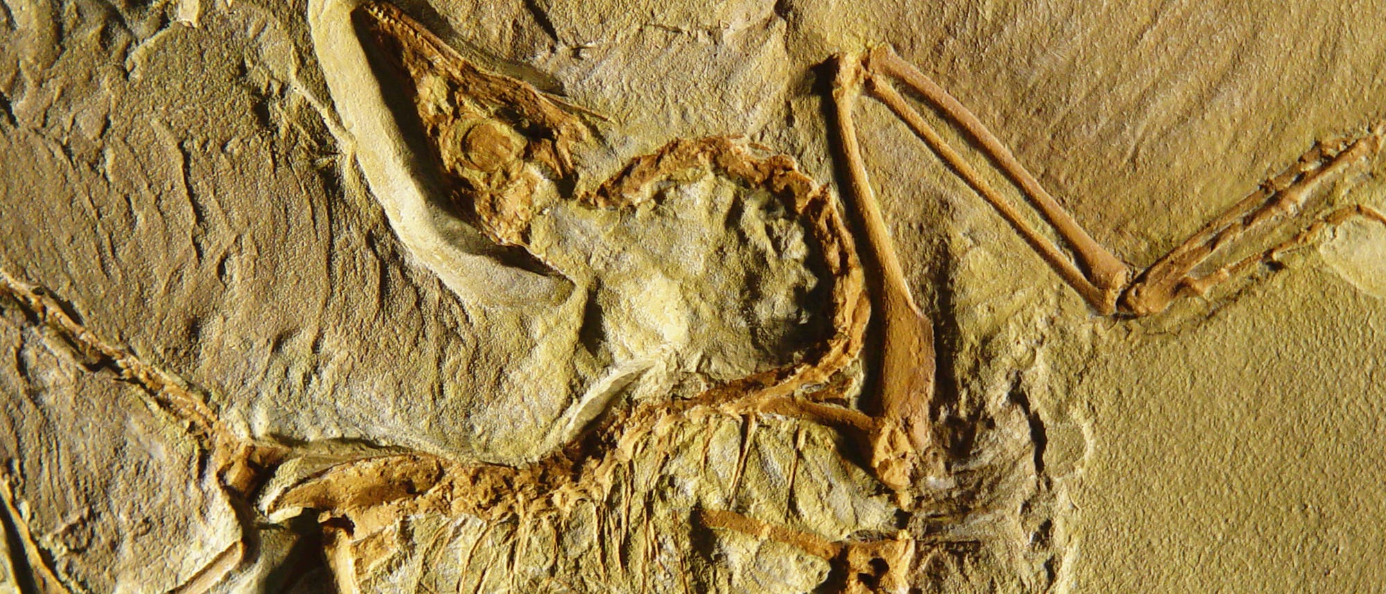Archaeopteryx - der Urahn aller Vögel?