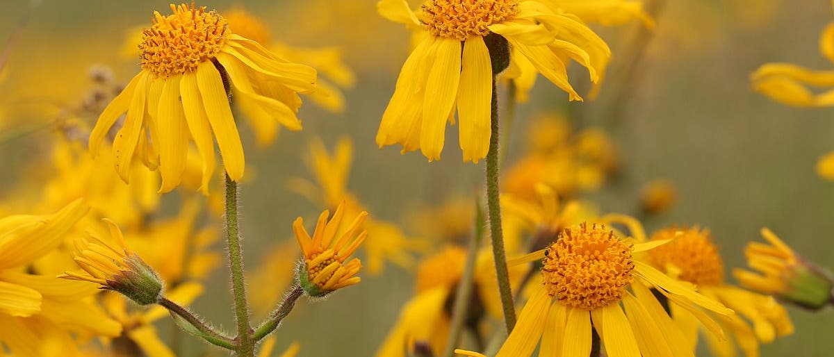 Eine Nahaufnahme von gelben Blumen mit langen, schmalen Bl&uuml;tenbl&auml;ttern und orangefarbenen, kuppelf&ouml;rmigen Zentren. Die Blumen stehen in einem Feld mit unscharfem, gr&uuml;nem Hintergrund, was auf eine nat&uuml;rliche Umgebung hinweist. Die Szene vermittelt einen Eindruck von Sommer und Natur.