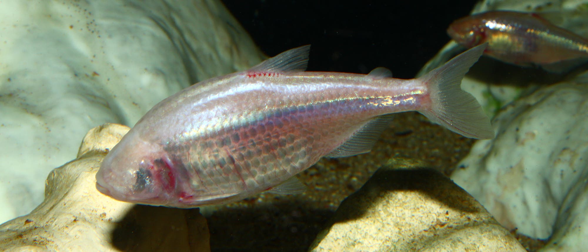 Ein blinder Höhlenfisch schwimmt in einem Aquarium, umgeben von hellen Felsen. Der Fisch hat eine blasse, fast durchsichtige Haut und keine sichtbaren Augen. Die Umgebung ist dunkel, was den Kontrast zu den hellen Felsen verstärkt. Ein blinder Höhlenfisch schwimmt in einem Aquarium, umgeben von hellen Felsen. Der Fisch hat eine blasse, fast durchsichtige Haut und keine sichtbaren Augen. Die Umgebung ist dunkel, was den Kontrast zu den hellen Felsen verstärkt.