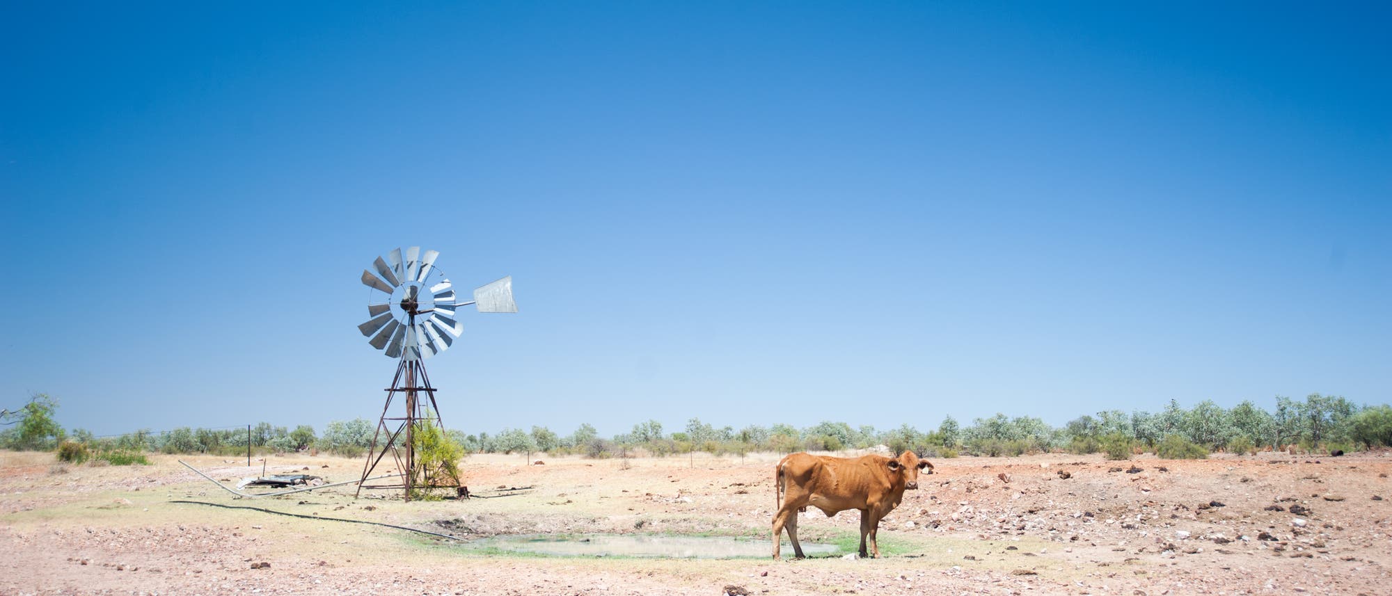 Kuh im Outback (Symbolbild)