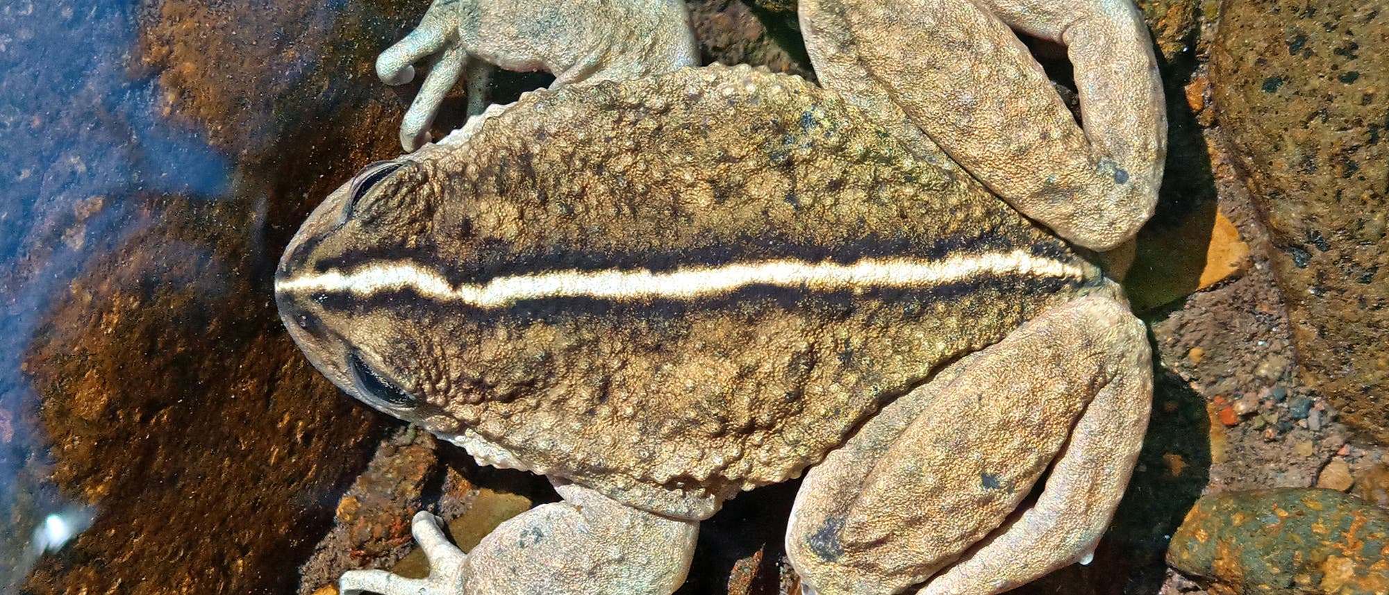 Ein Frosch mit einer markanten weißen Linie auf seinem Rücken sitzt auf einem felsigen Untergrund am Wasser. Die Textur seiner Haut ist rau und gepunktet, passend zu den umgebenden Steinen. Der Frosch ist gut getarnt und fügt sich in die natürliche Umgebung ein. Ein Frosch mit einer markanten weißen Linie auf seinem Rücken sitzt auf einem felsigen Untergrund am Wasser. Die Textur seiner Haut ist rau und gepunktet, passend zu den umgebenden Steinen. Der Frosch ist gut getarnt und fügt sich in die natürliche Umgebung ein.