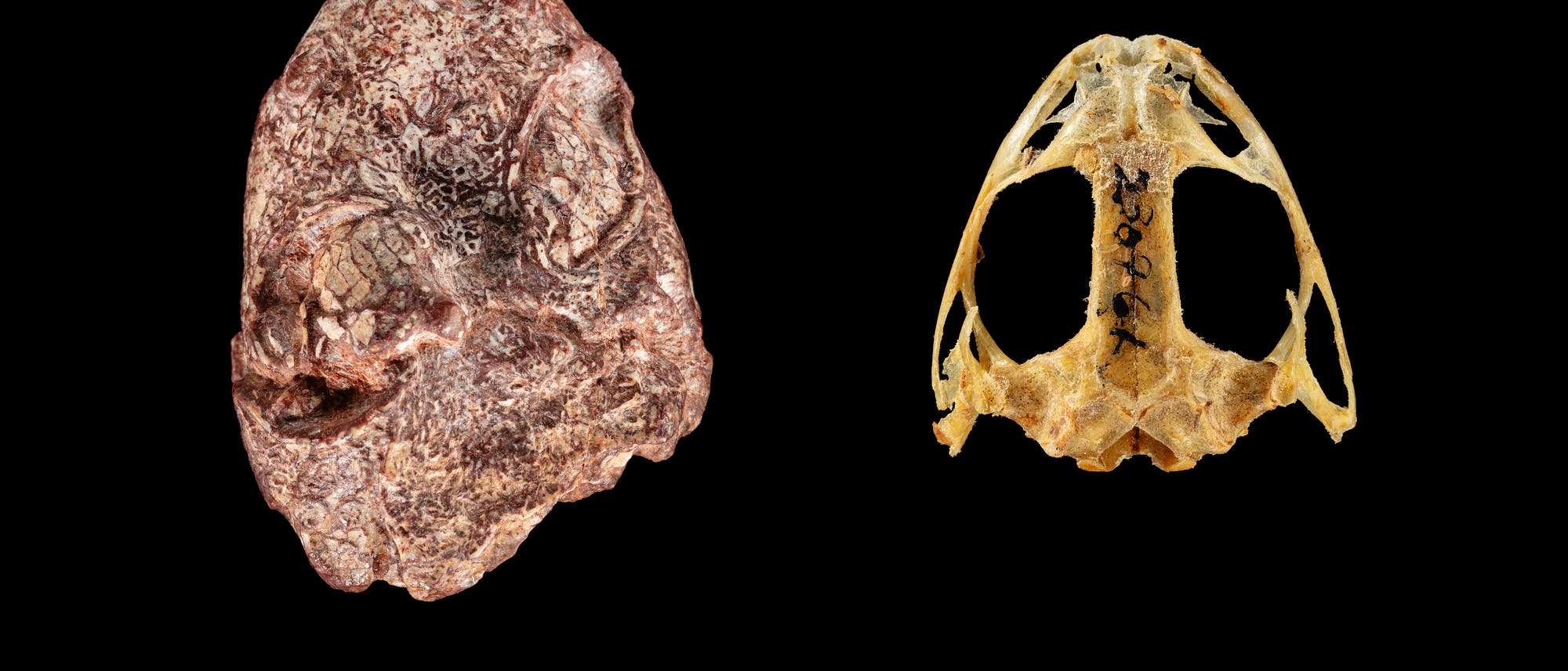 Versteinerter Schädel von Kermitops (links) und eines modernen Froschs der Art Lithobates palustris - beide vor schwarzem Hintergrund.