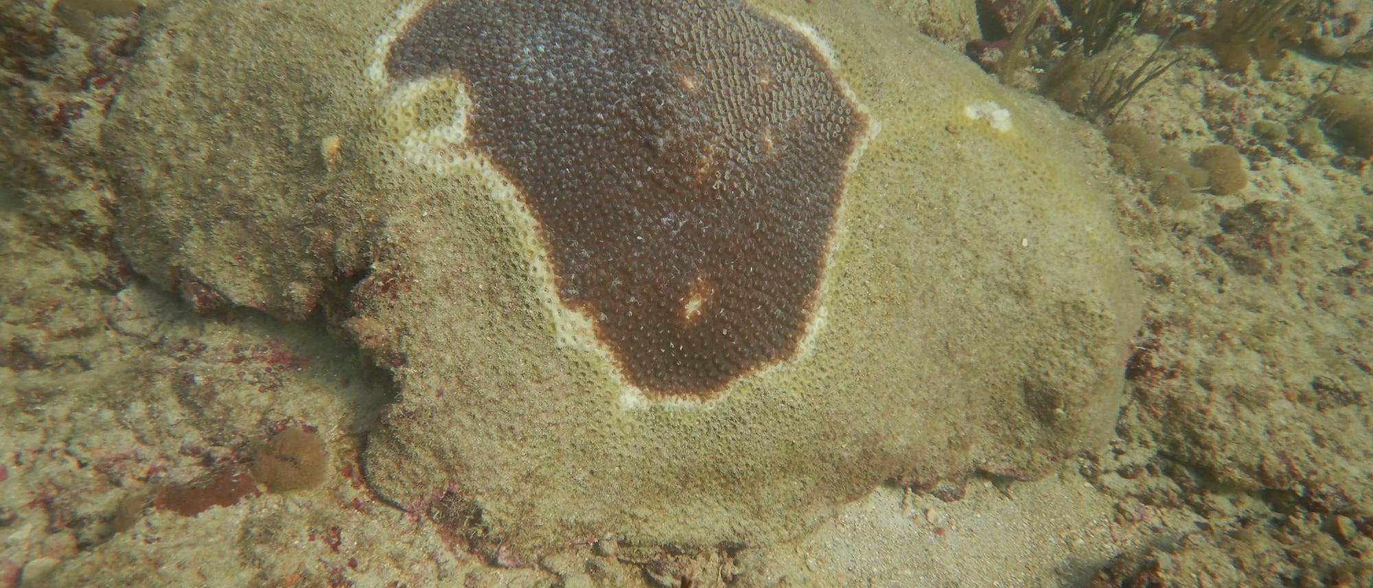 von der stony coral tissue loss disease betroffene Koralle