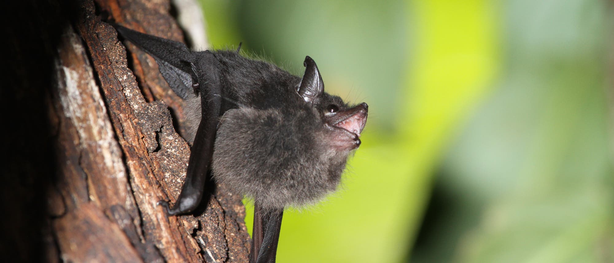 Eine Fledermaus h&auml;ngt an einem Baumstamm. Die Fledermaus hat ein dunkles Fell und ist in einem nat&uuml;rlichen Umfeld mit unscharfem gr&uuml;nem Hintergrund zu sehen. Sie scheint aufmerksam zu sein und blickt nach oben.