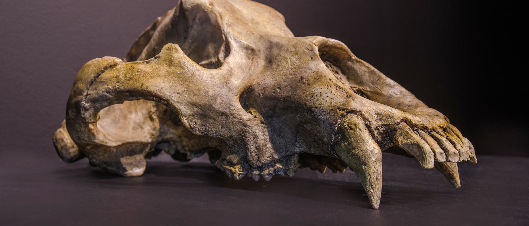 Schädel eines pleistozänen Höhlenbären 