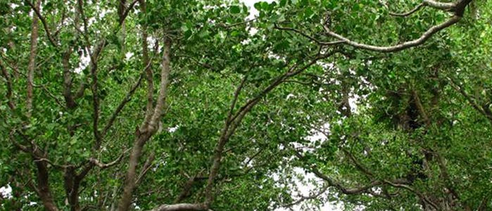 Mangroven als Küstenschutz