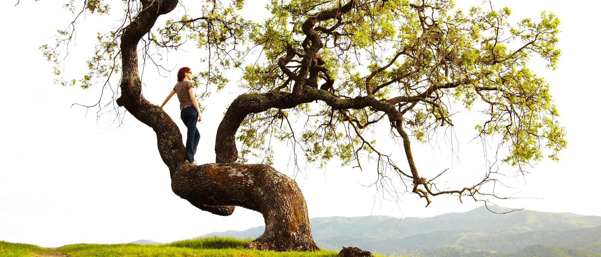 Frau steht auf dem Stamm eines urigen Baumes und genießt die Aussicht