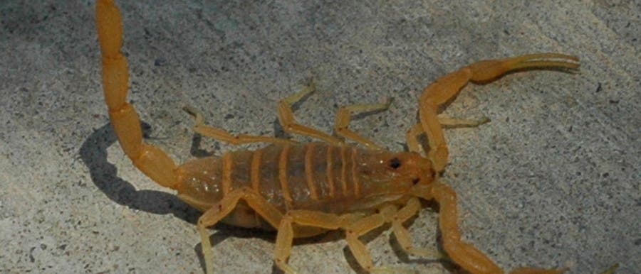Rindenskorpion