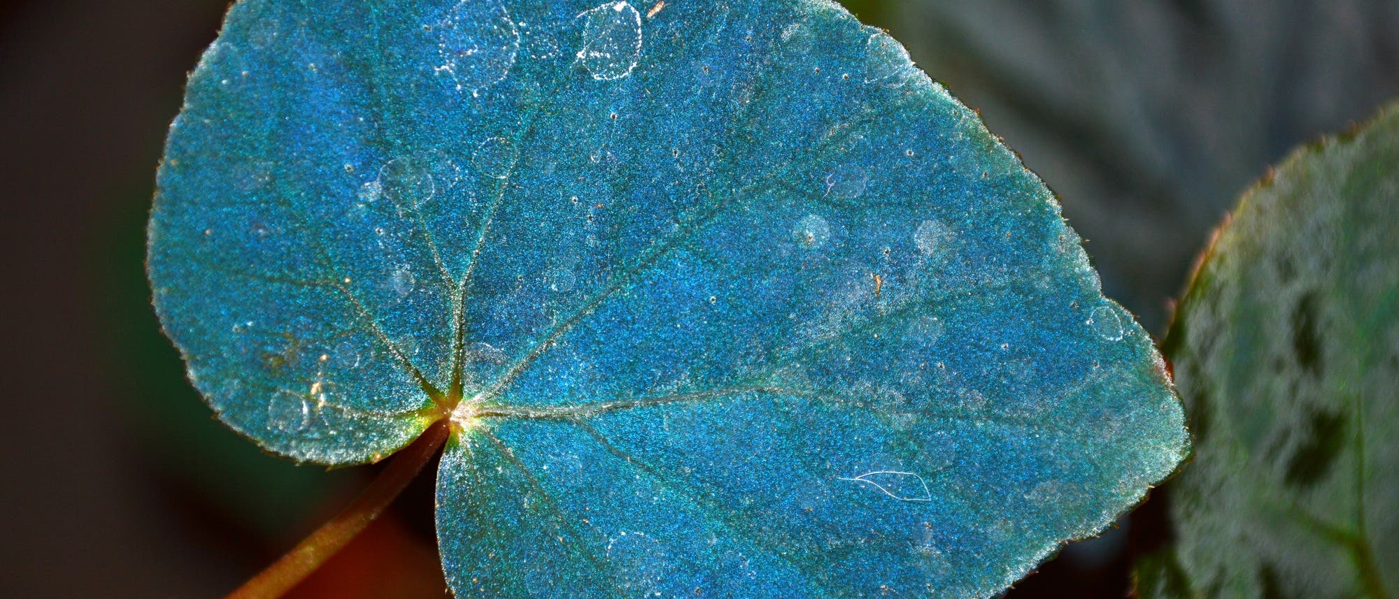 Blau schimmerndes Blatt der bodenbewohnenden Begonia pavonina.