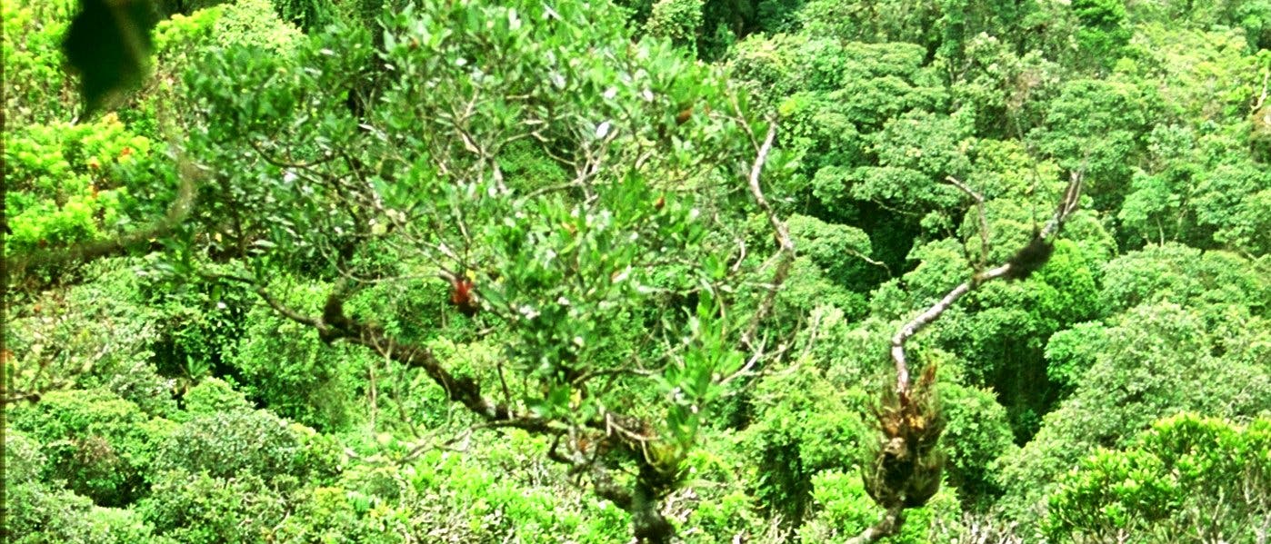 Unberührter Bergregenwald in Ecuador