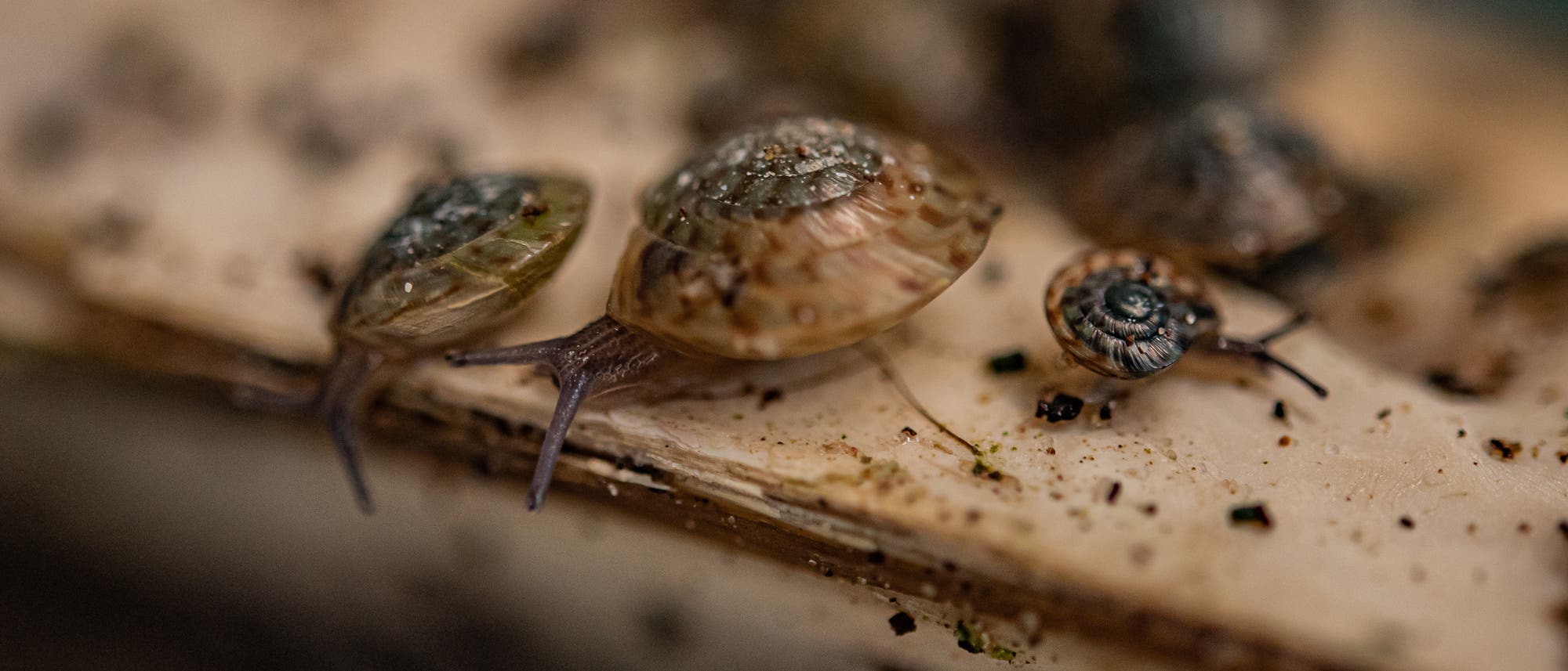 Eine Nahaufnahme von mehreren kleinen Schnecken, die &uuml;ber eine raue, beige Oberfl&auml;che kriechen. Die Schnecken haben unterschiedliche Gr&ouml;&szlig;en und ihre Geh&auml;use zeigen verschiedene Muster und Farben, von gr&uuml;nlich bis br&auml;unlich. Der Hintergrund ist unscharf, was den Fokus auf die Schnecken lenkt. Die Szene vermittelt einen nat&uuml;rlichen und ruhigen Eindruck.