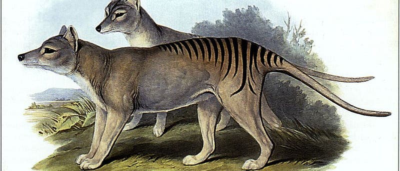 Tasmanische Tiger, Männchen und Weibchen