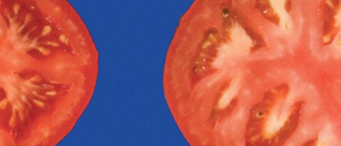 Tomaten-Domestizierung