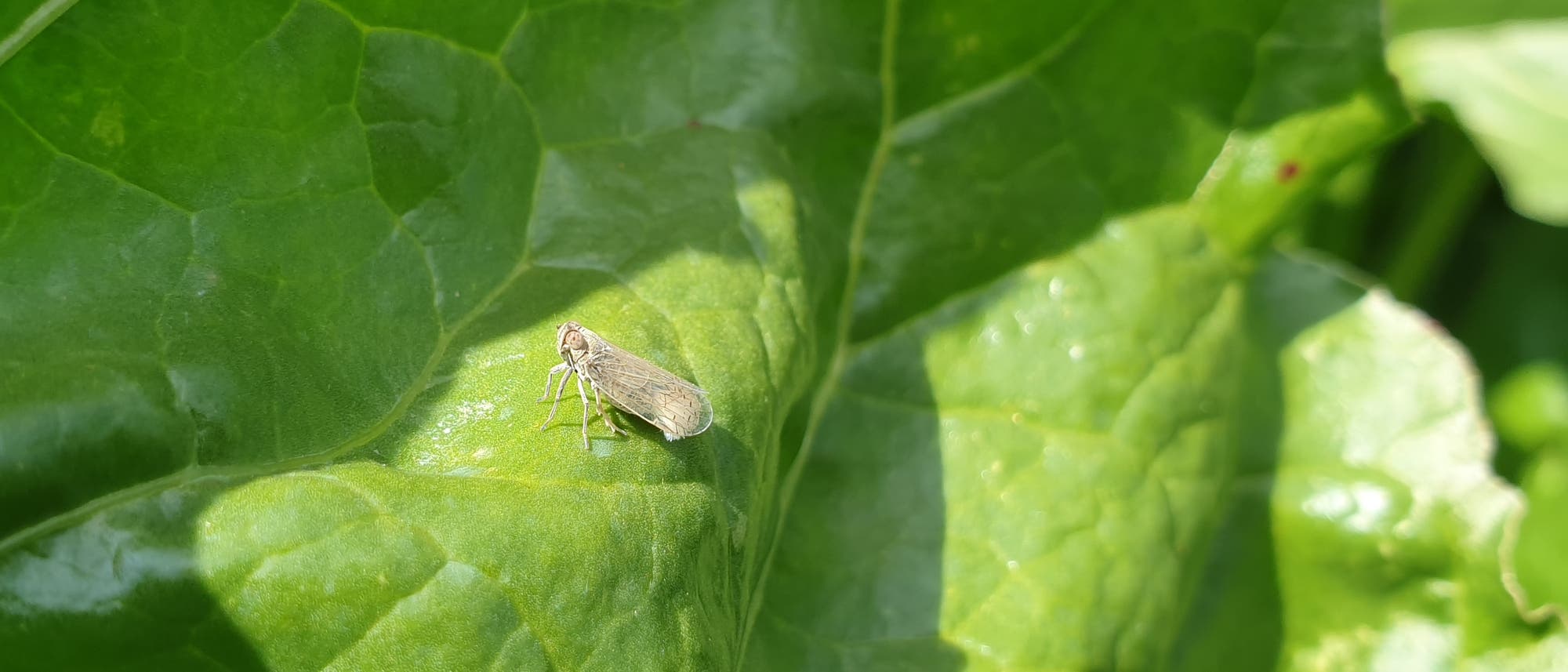 Eine kleine, braune Fliege sitzt auf einem großen, grünen Blatt, das von Sonnenlicht beleuchtet wird. Die Struktur des Blattes ist deutlich sichtbar, mit hervortretenden Adern und einer glänzenden Oberfläche. Im Hintergrund sind weitere Blätter zu erkennen, die ein dichtes, grünes Laubwerk bilden. Eine kleine, braune Fliege sitzt auf einem großen, grünen Blatt, das von Sonnenlicht beleuchtet wird. Die Struktur des Blattes ist deutlich sichtbar, mit hervortretenden Adern und einer glänzenden Oberfläche. Im Hintergrund sind weitere Blätter zu erkennen, die ein dichtes, grünes Laubwerk bilden.