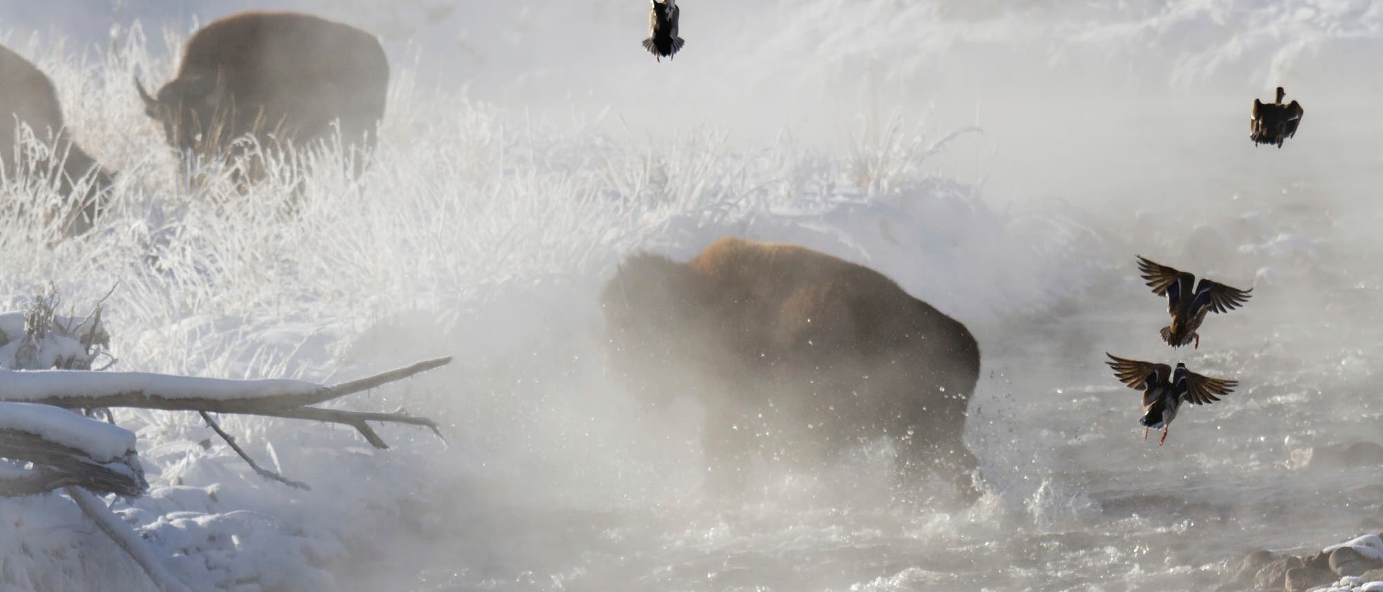 Bisons im Yellowstone