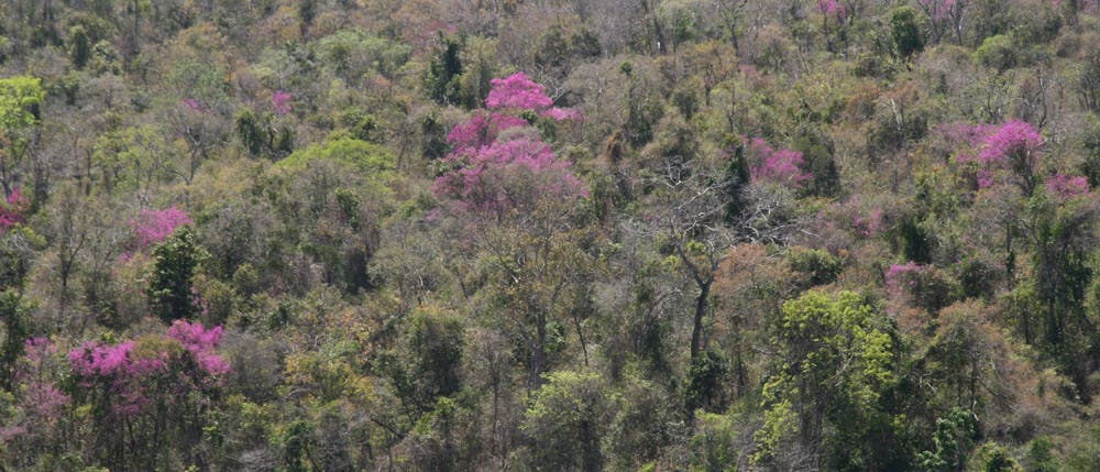 Blühende Bäume im Trockenwald
