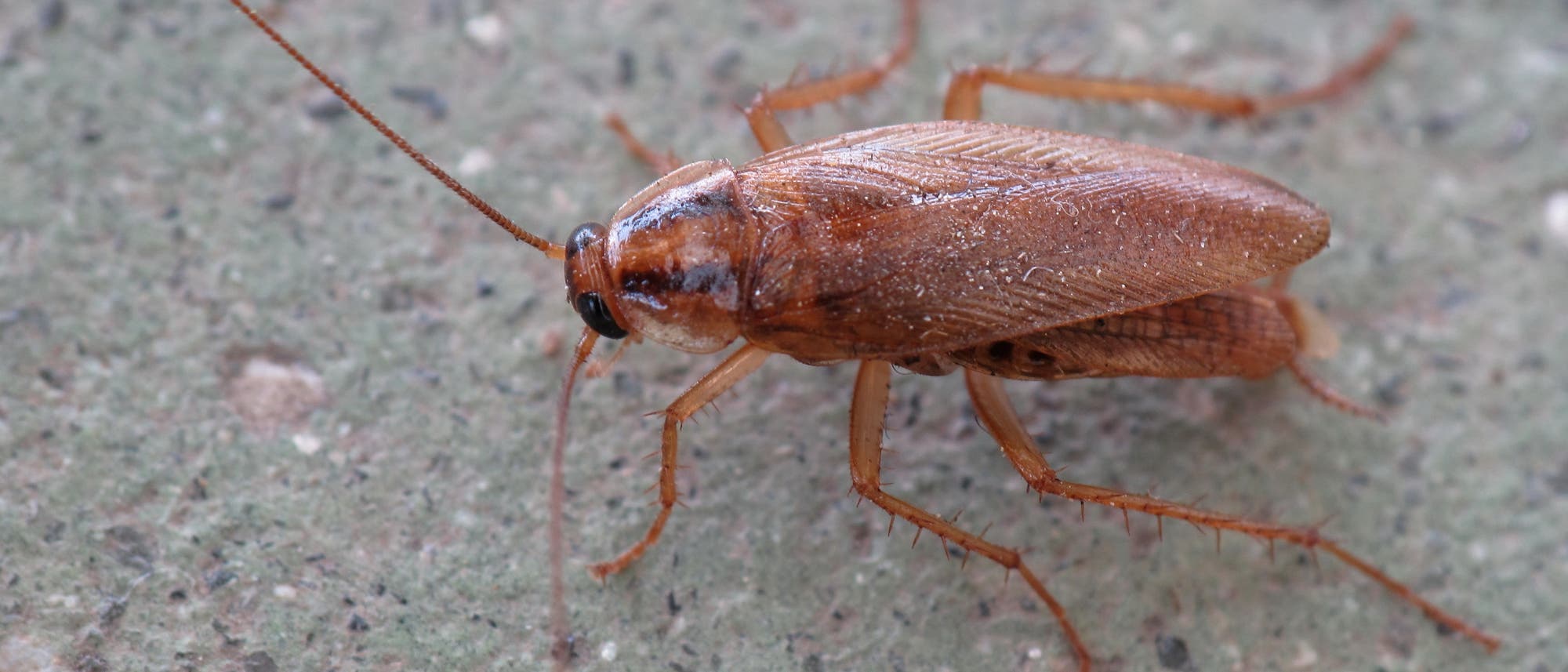 Kakerlake Blattodea germanica