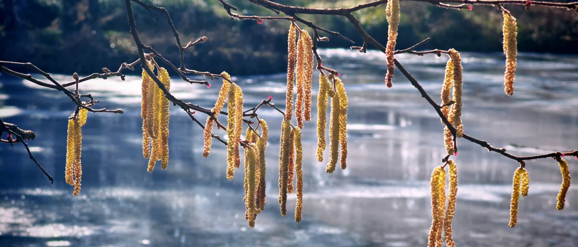 Ein Ast mit gelben Kätzchen hängt über einem verschwommenen, glitzernden Gewässer im Hintergrund. Die Kätzchen sind lang und hängen in Gruppen von den Zweigen. Der Hintergrund zeigt ein ruhiges, reflektierendes Wasser.