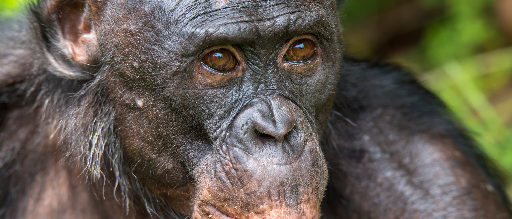 Alternder Bonobo