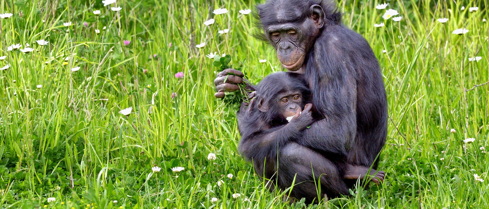 Bonobos pflegen ein intensives Miteinander