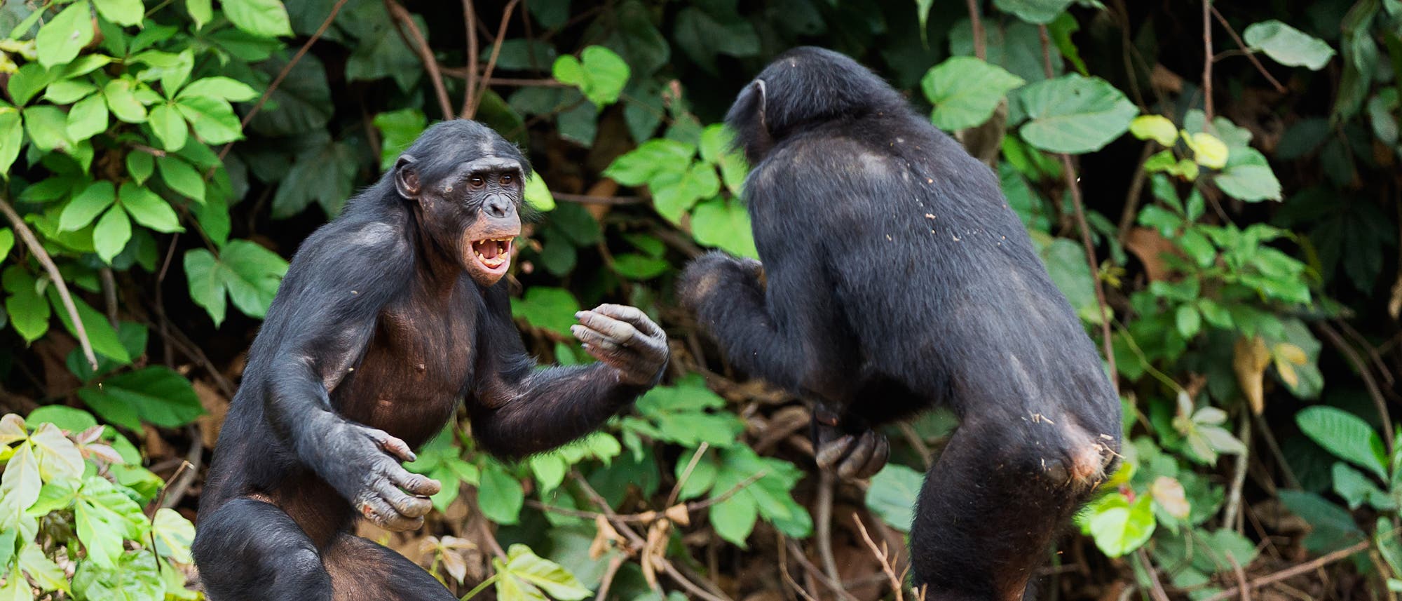 Kämpfende Bonobos