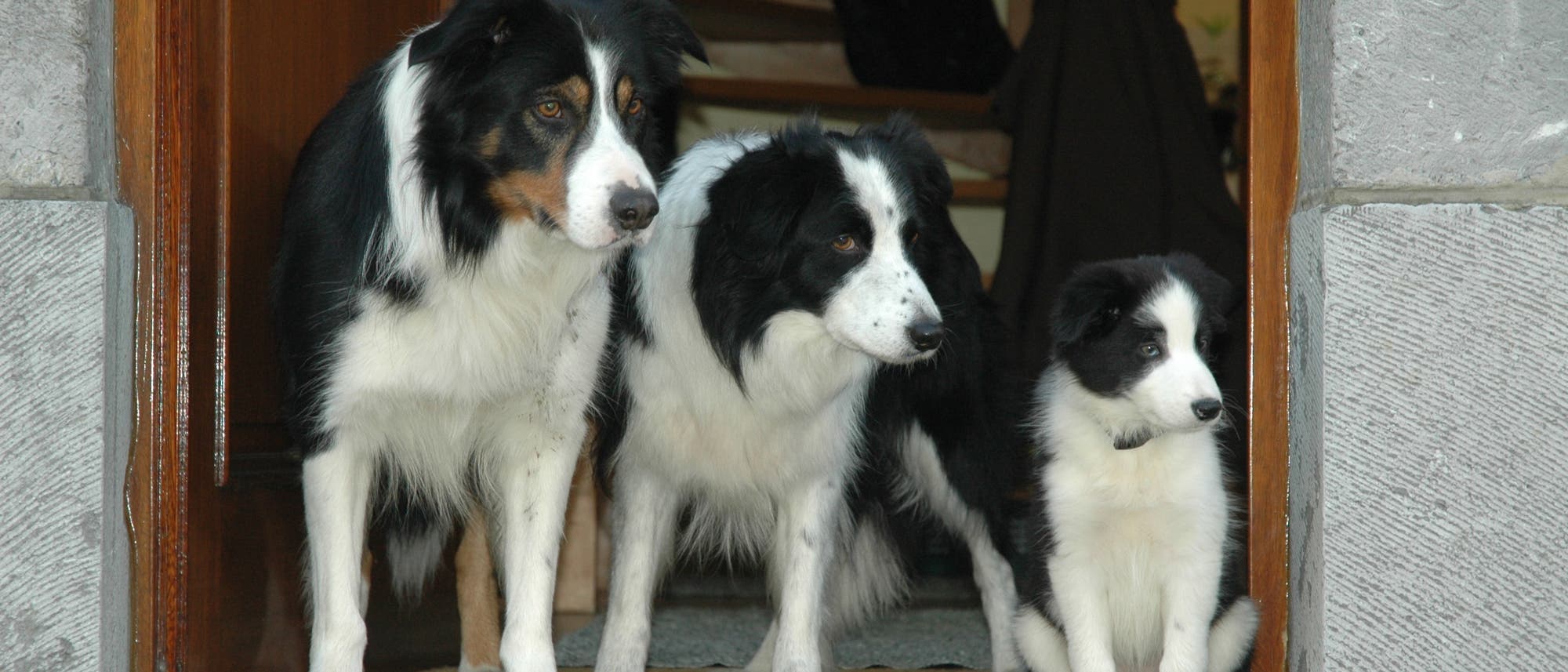 Bordercolliefamilie bewacht Hauseingang