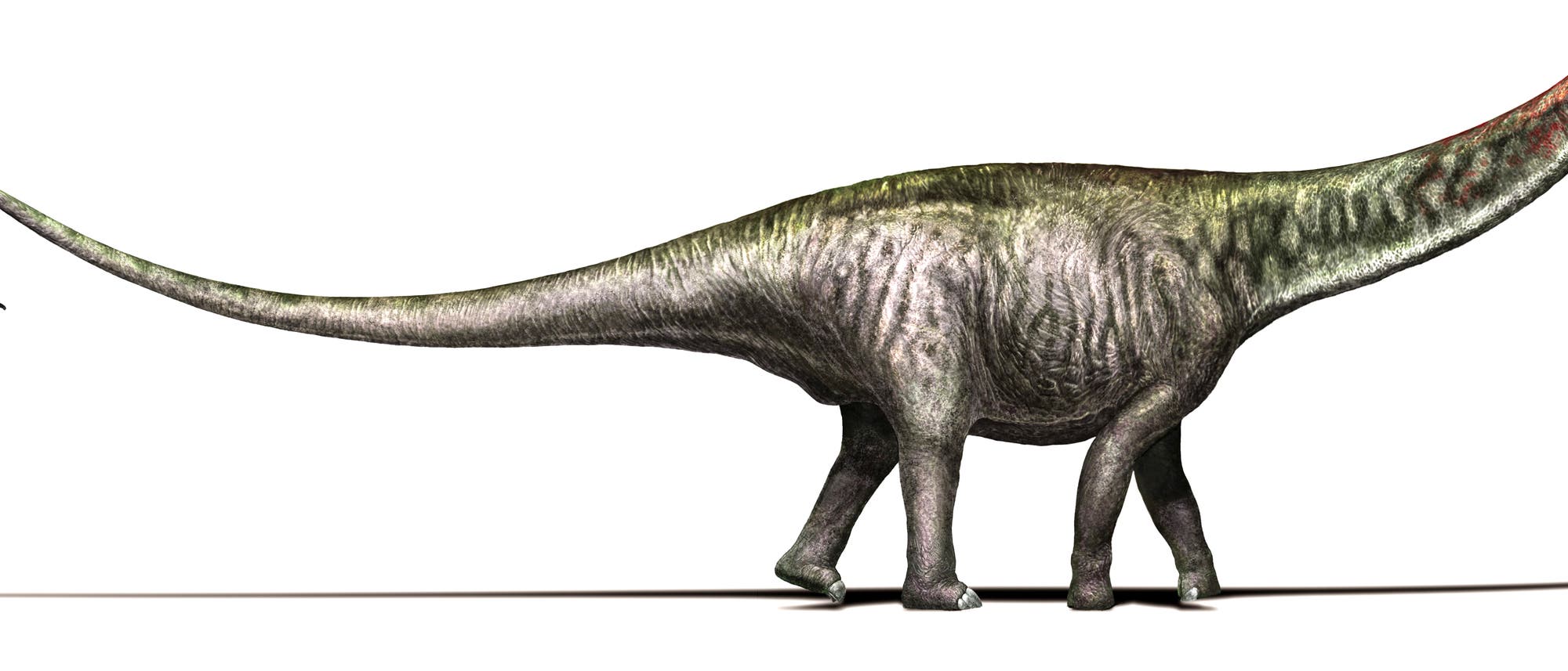 Brontosaurus oder Apatosaurus? 