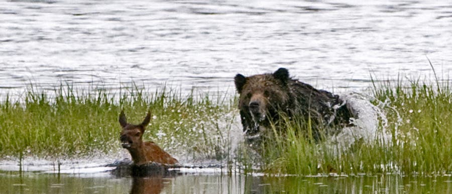 Grizzly jagt Hirschkalb