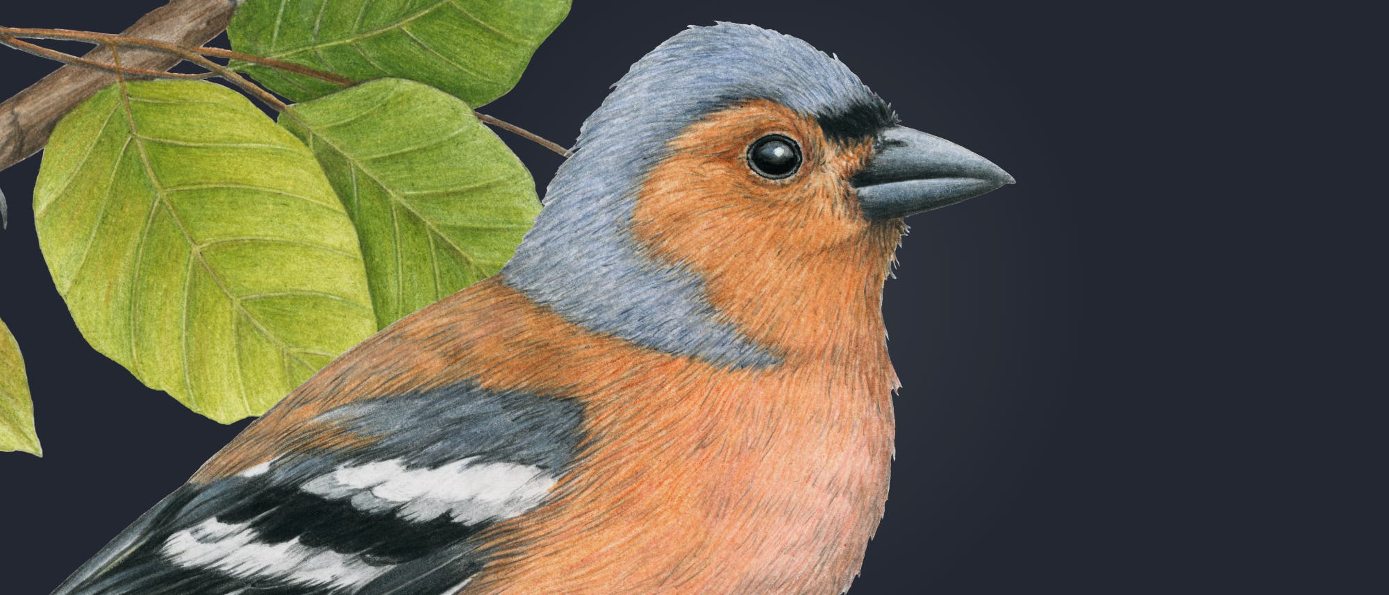 Eine detaillierte Illustration eines Buchfinken mit orangefarbenem Brustgefieder, grauem Kopf und schwarzen Flügeln mit weißen Streifen. Der Vogel sitzt auf einem Ast mit grünen Blättern vor einem dunklen Hintergrund. Eine detaillierte Illustration eines Buchfinken mit orangefarbenem Brustgefieder, grauem Kopf und schwarzen Flügeln mit weißen Streifen. Der Vogel sitzt auf einem Ast mit grünen Blättern vor einem dunklen Hintergrund.