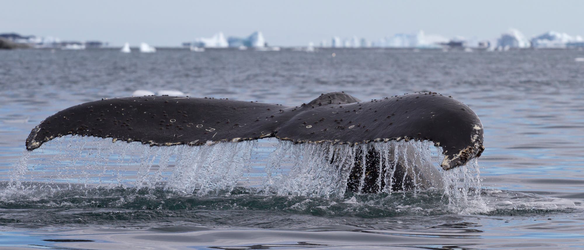 Fluke eines tauchenden Buckelwals in der Arktis