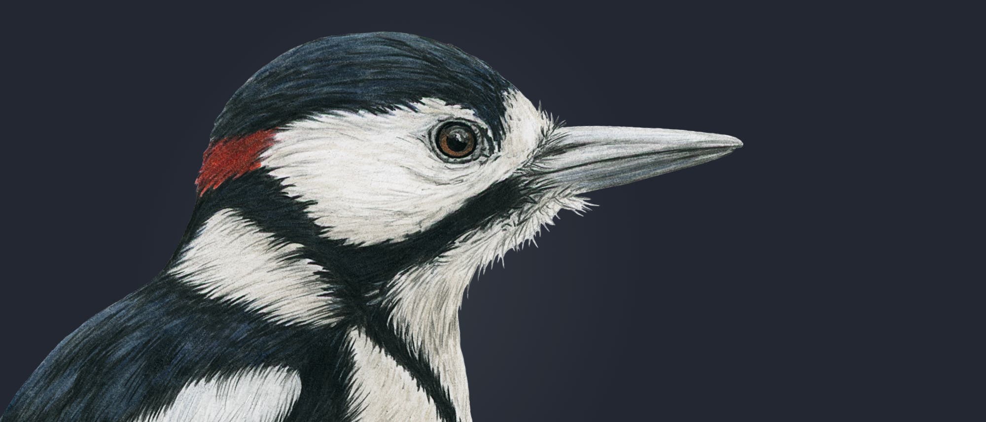 Eine detaillierte Skizze eines Buntspechts, zu sehen ist der Kopf mit einem markanten schwarz-weißen Gefieder und einem roten Akzent. Die Zeichnung zeigt die charakteristischen Merkmale des Vogels, einschließlich seines spitzen Schnabels.